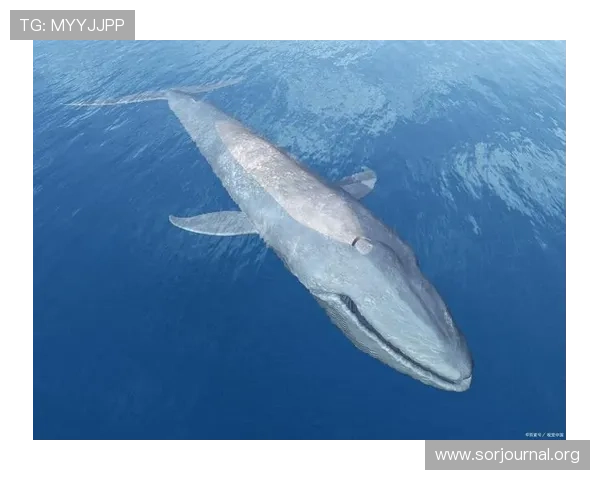 金鲨银鲨：海底巨鲨的生存秘密与海洋生态系统的精彩揭秘